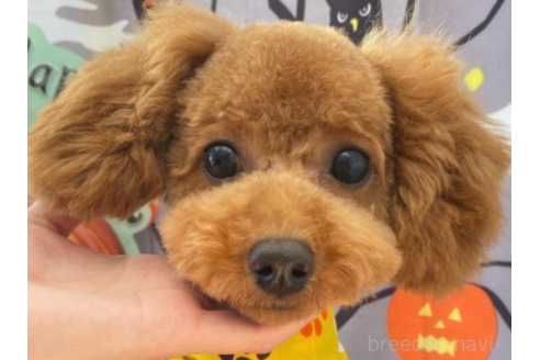 ぷーちゃん1枚目